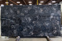 Semiprecious Petrified Wood Dark polished