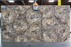 Semiprecious Petrified Wood light polished